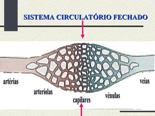 SISTEMA CIRCULATÓRIO FECHADO
SISTEMA CIRCULATÓRIO FECHADO
 