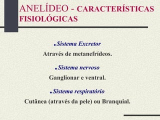 ANELÍDEO - CARACTERÍSTICAS
FISIOLÓGICAS
.Sistema Excretor
Através de metanefrídeos.
.Sistema nervoso
Ganglionar e ventral.
.Sistema respiratório
Cutânea (através da pele) ou Branquial.
 