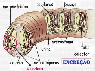 EXCREÇÃO
EXCREÇÃO
NEFRÍDIO
NEFRÍDIO
 