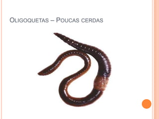 OLIGOQUETAS – POUCAS CERDAS

 