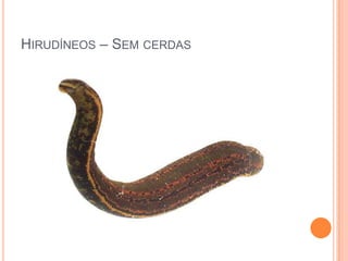 HIRUDÍNEOS – SEM CERDAS

 