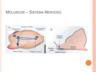 MOLUSCOS – SISTEMA NERVOSO

 