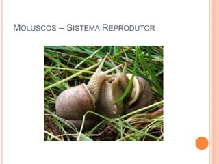 MOLUSCOS – SISTEMA REPRODUTOR

 