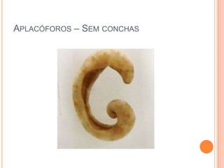 APLACÓFOROS – SEM CONCHAS

 