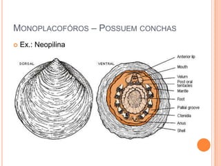 MONOPLACOFÓROS – POSSUEM CONCHAS


Ex.: Neopilina

 