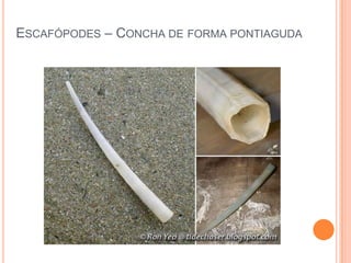 ESCAFÓPODES – CONCHA DE FORMA PONTIAGUDA

 