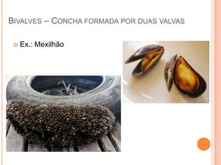 BIVALVES – CONCHA FORMADA POR DUAS VALVAS


Ex.: Mexilhão

 