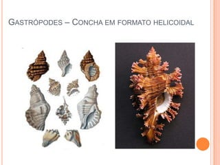 GASTRÓPODES – CONCHA EM FORMATO HELICOIDAL

 