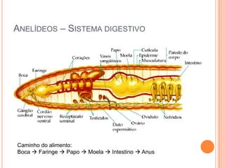 ANELÍDEOS – SISTEMA DIGESTIVO

Caminho do alimento:
Boca  Faringe  Papo  Moela  Intestino  Anus

 