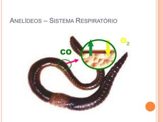 ANELÍDEOS – SISTEMA RESPIRATÓRIO

O2
CO

 