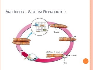 ANELÍDEOS – SISTEMA REPRODUTOR

Óvulos

Libertação do casulo com ovos
Casulo

Ovos

 