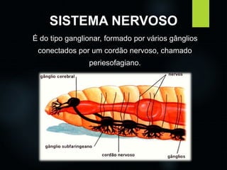 SISTEMA NERVOSO 
É do tipo ganglionar, formado por vários gânglios 
conectados por um cordão nervoso, chamado 
periesofagiano. 
 