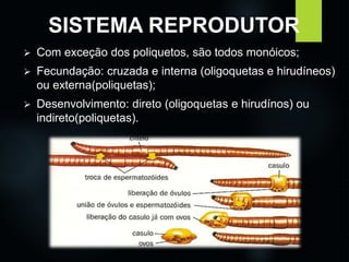 SISTEMA REPRODUTOR 
 Com exceção dos poliquetos, são todos monóicos; 
 Fecundação: cruzada e interna (oligoquetas e hirudíneos) 
ou externa(poliquetas); 
 Desenvolvimento: direto (oligoquetas e hirudínos) ou 
indireto(poliquetas). 
 