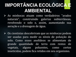 IMPORTÂNCIA ECOLÓGICA E 
AMBIENTAL 
 As minhocas atuam como verdadeiros "arados 
naturais", construindo galerias subterrâneas, 
revolvendo o solo e, assim, aumentando sua 
aeração e a drenagem de água. 
 Os cientistas descobriram que as minhocas podem 
ser usadas para medir os níveis de poluição do 
solo. Como esses anelídeos se alimentam de 
grande quantidade de terra com restos de 
vegetais, alguns poluentes, como certos 
inseticidas, podem fica retidos em seu organismo. 
 