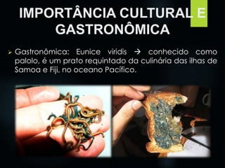 IMPORTÂNCIA CULTURAL E 
GASTRONÔMICA 
 Gastronômica: Eunice viridis  conhecido como 
palolo, é um prato requintado da culinária das ilhas de 
Samoa e Fiji, no oceano Pacífico. 
 