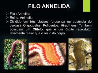 FILO ANNELIDA 
 Filo : Annelida 
 Reino: Animalia 
 Dividido em três classes (presença ou ausência de 
cerdas): Oligoquetos, Poliquetos, Hirudíneos. Também 
possuem um Clitelo, que é um órgão reprodutor 
levemente maior que o resto do corpo. 
 