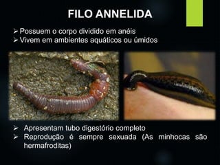 FILO ANNELIDA 
Possuem o corpo dividido em anéis 
Vivem em ambientes aquáticos ou úmidos 
 Apresentam tubo digestório completo 
 Reprodução é sempre sexuada (As minhocas são 
hermafroditas) 
 