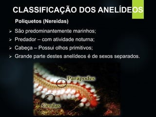 CLASSIFICAÇÃO DOS ANELÍDEOS 
Poliquetos (Nereidas) 
 São predominantemente marinhos; 
 Predador – com atividade noturna; 
 Cabeça – Possui olhos primitivos; 
 Grande parte destes anelídeos é de sexos separados. 
 