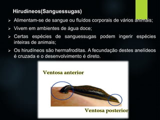 Hirudíneos(Sanguessugas) 
 Alimentam-se de sangue ou fluídos corporais de vários animais; 
 Vivem em ambientes de água doce; 
 Certas espécies de sanguessugas podem ingerir espécies 
inteiras de animais; 
 Os hirudíneos são hermafroditas. A fecundação destes anelídeos 
é cruzada e o desenvolvimento é direto. 
 