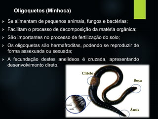Oligoquetos (Minhoca) 
 Se alimentam de pequenos animais, fungos e bactérias; 
 Facilitam o processo de decomposição da matéria orgânica; 
 São importantes no processo de fertilização do solo; 
 Os oligoquetas são hermafroditas, podendo se reproduzir de 
forma assexuada ou sexuada; 
 A fecundação destes anelídeos é cruzada, apresentando 
desenvolvimento direto. 
 
