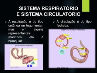 SISTEMA RESPIRATÓRIO 
E SISTEMA CIRCULATORIO 
 A respiração é do tipo 
cutânea ou tegumentar, 
mas em alguns 
representantes 
marinhos ela é 
branquial; 
 A circulação é do tipo 
fechada. 
 