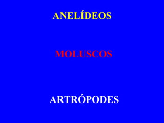 ANELÍDEOS MOLUSCOS ARTRÓPODES 