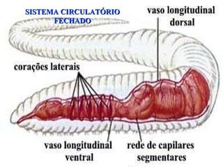 SISTEMA CIRCULATÓRIO FECHADO 