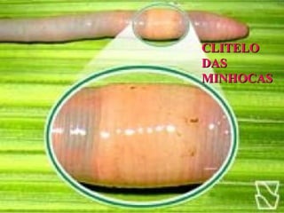 CLITELO DAS MINHOCAS 