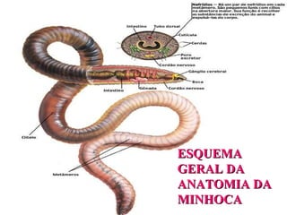 ESQUEMA GERAL DA ANATOMIA DA MINHOCA 