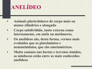 ANELÍDEO Animais pluricelulares de corpo mais ou menos cilíndrico e alongado  Corpo subdividido, tanto externa como internamente, em anéis ou metâmeros. Os anelídeos são, desta forma, vermes mais evoluídos que os platelmintos e nematelmintos, que são ametaméricos.  Muito comuns nas hortas e terrenos úmidos, as minhocas estão entre os mais conhecidos anelídeos 