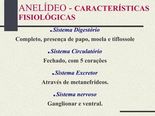 ANELÍDEO -  CARACTERÍSTICAS   FISIOLÓGICAS . Sistema Digestório Completo, presença de papo, moela e tiflossole . Sistema Circulatório Fechado, com 5 corações . Sistema Excretor Através de metanefrídeos. . Sistema nervoso Ganglionar e ventral. 