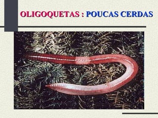 OLIGOQUETAS :   POUCAS CERDAS 