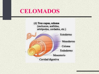 CELOMADOS 