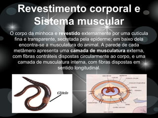 Revestimento corporal e
Sistema muscular
O corpo da minhoca e revestido externamente por uma cutícula
fina e transparente, secretada pela epiderme; em baixo dela
encontra-se a musculatura do animal. A parede de cada
metâmero apresenta uma camada de musculatura externa,
com fibras contráteis dispostas circularmente ao corpo, e uma
camada de musculatura interna, com fibras dispostas em
sentido longitudinal.
 