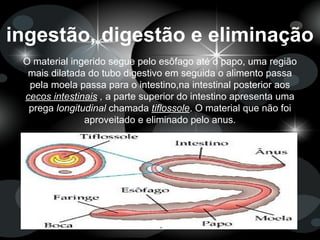 ingestão, digestão e eliminação
O material ingerido segue pelo esôfago até o papo, uma região
mais dilatada do tubo digestivo em seguida o alimento passa
pela moela passa para o intestino,na intestinal posterior aos
cecos intestinais , a parte superior do intestino apresenta uma
prega longitudinal chamada tiflossole. O material que não foi
aproveitado e eliminado pelo anus.
 