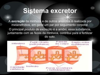 Sistema excretor
A excreção da minhoca e de outros anelídios é realizada por
metanefrídios, em geral um par por seguimento corporal.
O principal produto de excreção é a amôni, essa substancia,
juntamente com as fezes da minhoca, contribui para a fertilizar
do solo.
 