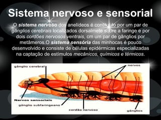 Sistema nervoso e sensorial
O sistema nervoso dos anelídeos é contituído por um par de
gânglios cerebrais localizados dorsalmete sobre a faringe e por
dois cordões nervosos ventrais, cm um par de gânglios por
metâmeros.O sistema sensória das minhocas é pouco
desenvolvido e consiste de células epidérmicas especializadas
na captação de estímulos mecânicos, químicos e térmicos.
 