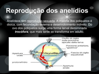 Reprodução dos anelídios
Anelídeos têm reprodução sexuada, A maioria dos poliquetos é
dioica, com fecundação externa e desenvolvimento indireto. Do
ovo dos poliquetos surge uma forma larval denominada
trocófora, que mais tarde se transforma em adulto.
 
