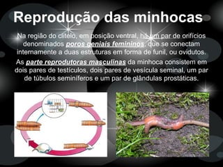 Reprodução das minhocas
Na região do clitelo, em posição ventral, há um par de orifícios
denominados poros geniais femininos, que se conectam
internamente a duas estruturas em forma de funil, ou ovidutos.
As parte reprodutoras masculinas da minhoca consistem em
dois pares de testículos, dois pares de vesícula seminal, um par
de túbulos seminíferos e um par de glândulas prostáticas.
 
