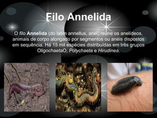 Filo Annelida
O filo Annelida (do latim annellus, anel) reúne os anelídeos,
animais de corpo alongado por segmentos ou anéis dispostos
em sequência. Há 15 mil espécies distribuídas em três grupos
OligochaetaO, Polychaeta e Hirudinea.
 