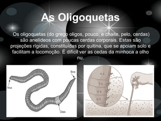 As Oligoquetas
Os oligoquetas (do grego oligos, pouco, e chaite, pelo, cerdas)
são anelídeos com poucas cerdas corporais. Estas são
projeções rígidas, constituídas por quitina, que se apoiam solo e
facilitam a locomoção. É difícil ver as cedas da minhoca a olho
nu.
 