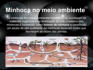 Minhoca no meio ambiente
As minhocas tem papel ambiental importante na reciclagem de
materiais orgânicos e na fertilização do solo, o esterco das
minhocas é conhecido como húmos de minhoca e constituído
um adubo de alta qualidade. As minhocas escavam túneis que
favorecem as raízes das plantas.
 