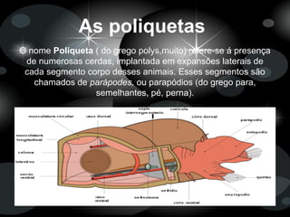 As poliquetas
O nome Poliqueta ( do grego polys,muito) refere-se á presença
de numerosas cerdas, implantada em expansões laterais de
cada segmento corpo desses animais. Esses segmentos são
chamados de parápodes, ou parapódios (do grego para,
semelhantes, pé, perna).
 