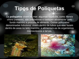 Tipos de Poliquetas
Os poliquetos vivem no mar; algumas espécies, como Nereis
virens (nereida), são predadoras e rastejam ativamente pelo
fundo marinho a procura de alimento. Outras poliquetas
denominadas tubulares vivem dentro de tubos que elas fazem
dentro da areia no leito marinho, a alimentam-se de organismos
microscópicos e larvas.
 