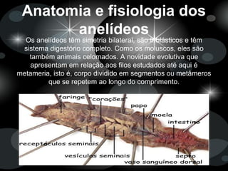 Anatomia e fisiologia dos
anelídeos
Os anelídeos têm simetria bilateral, são triblásticos e têm
sistema digestório completo. Como os moluscos, eles são
também animais celomados. A novidade evolutiva que
apresentam em relação aos filos estudados até aqui é
metameria, isto é, corpo dividido em segmentos ou metâmeros
que se repetem ao longo do comprimento.
 