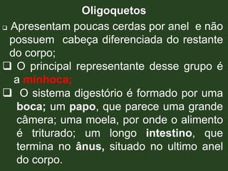 Oligoquetos
 Apresentam poucas cerdas por anel e não
possuem cabeça diferenciada do restante
do corpo;
 O principal representante desse grupo é
a minhoca;
 O sistema digestório é formado por uma
boca; um papo, que parece uma grande
câmera; uma moela, por onde o alimento
é triturado; um longo intestino, que
termina no ânus, situado no ultimo anel
do corpo.
 