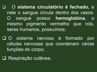  O sistema circulatório é fechado, e
nele o sangue circula dentro dos vasos.
O sangue possui hemoglobina, o
mesmo pigmento vermelho que nós,
seres humanos, possuímos;
 O sistema nervoso é formado por
células nervosas que coordenam várias
funções do corpo;
 Respiração cutânea.
 