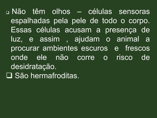  Não têm olhos – células sensoras
espalhadas pela pele de todo o corpo.
Essas células acusam a presença de
luz, e assim , ajudam o animal a
procurar ambientes escuros e frescos
onde ele não corre o risco de
desidratação.
 São hermafroditas.
 