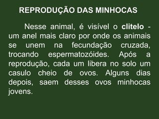 REPRODUÇÃO DAS MINHOCAS
Nesse animal, é visível o clitelo -
um anel mais claro por onde os animais
se unem na fecundação cruzada,
trocando espermatozóides. Após a
reprodução, cada um libera no solo um
casulo cheio de ovos. Alguns dias
depois, saem desses ovos minhocas
jovens.
 