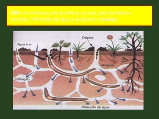 OBS: As minhocas são benéficas ao solo, pois facilitam a
aeração, infiltração de água e produzem o húmus.
 